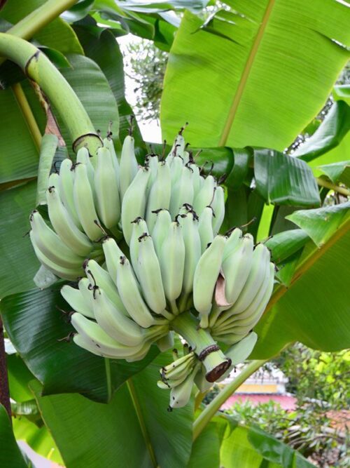 Exotic-King-Blue-banana-plant