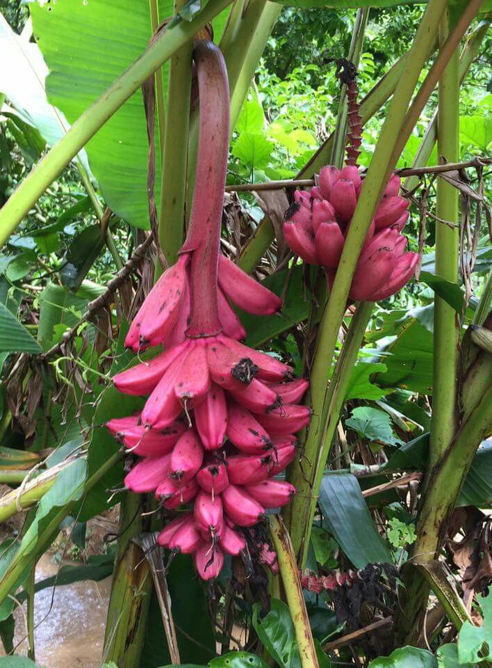 Exotic-King-Pink-banana-plant