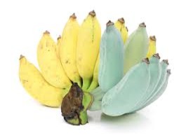 Plava banana-exotic-king